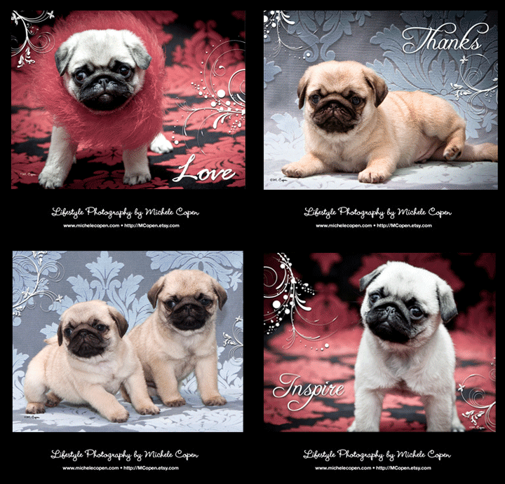 The_Pug_Series_Sept_2011